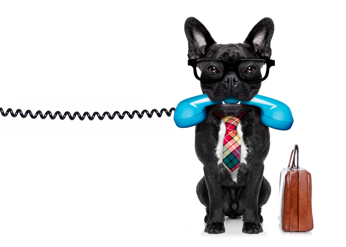 business dog 