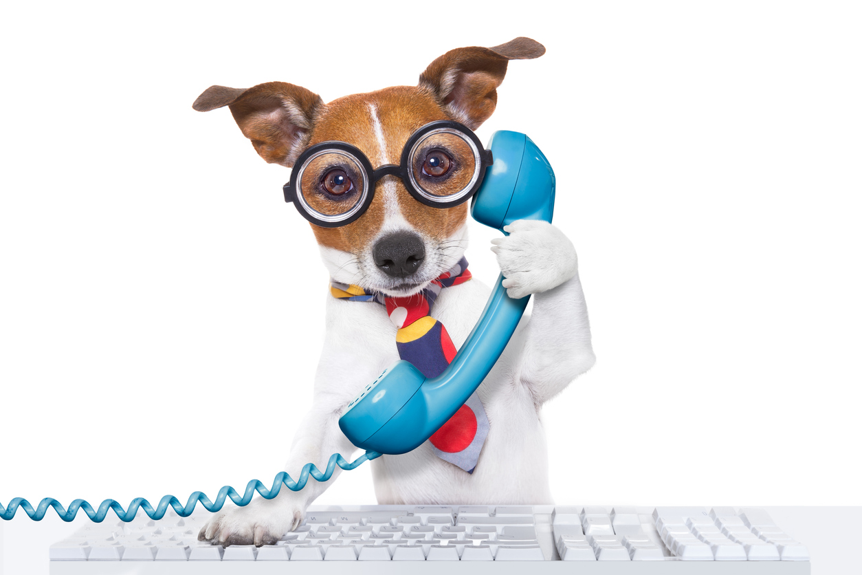 dog answering phone